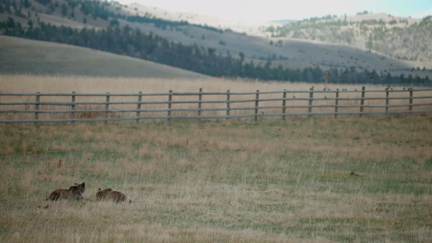 Wild animals lay in a field in the wilderness