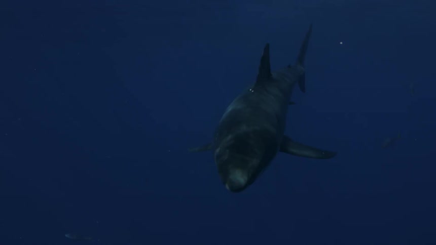 Fish swim past a shark in dark water