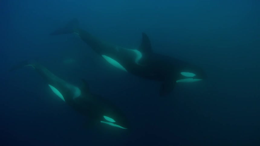Two whales float in the ocean