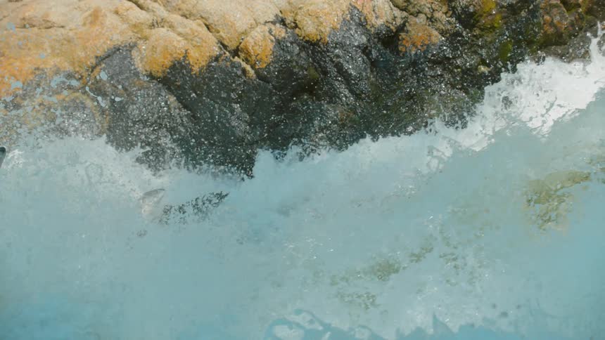 Fish jump up the rushing river water