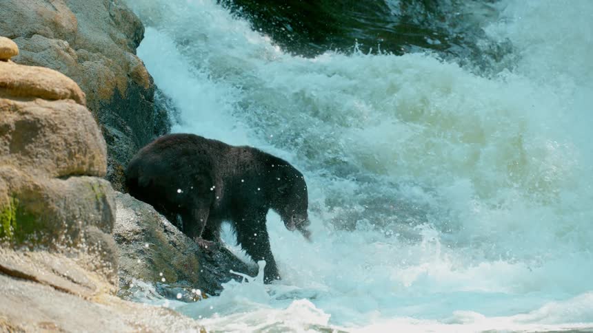 Bear catches fish swimming upstream in a rive