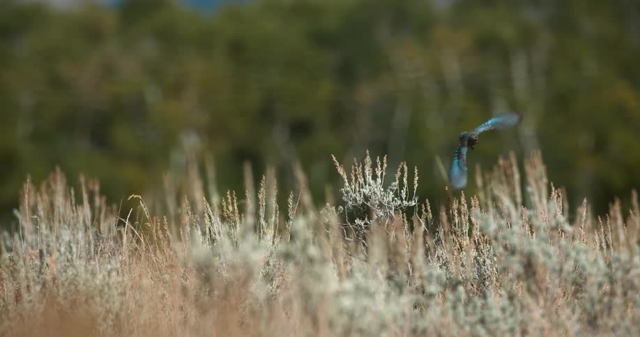A bird flies over weeds on a sunny day