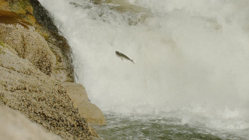 Fish jumping upstream in a river