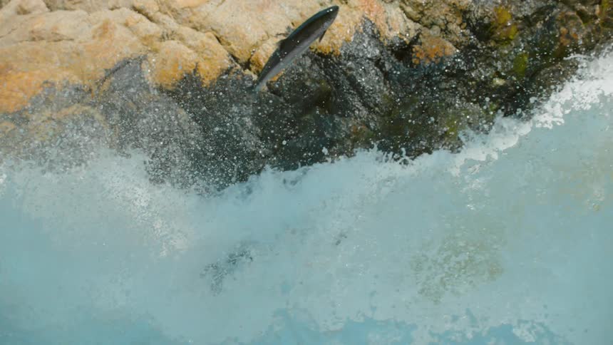 Salmon swim and leap trying to navigate up river rapids