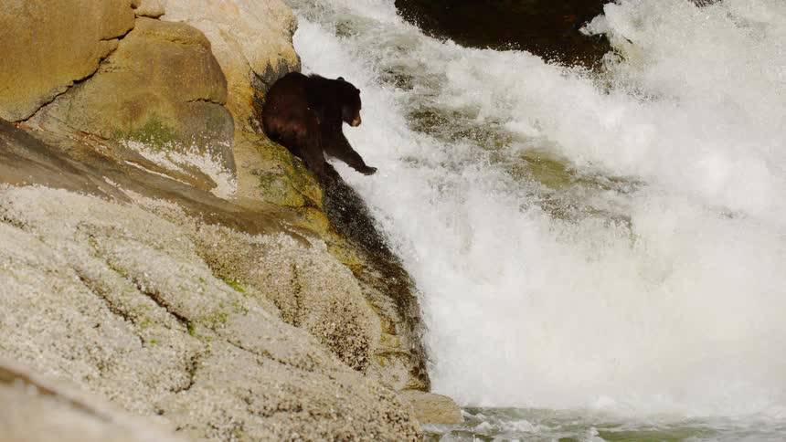 Bear catches fish swimming upstream in a river