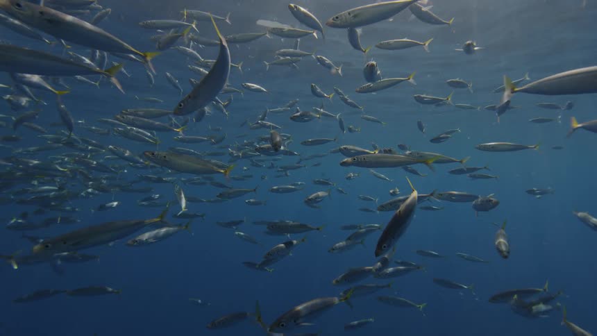 A school of fish swims in sunlight near the ocean's surface