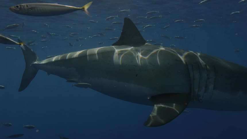 A shark swims through a school of fish