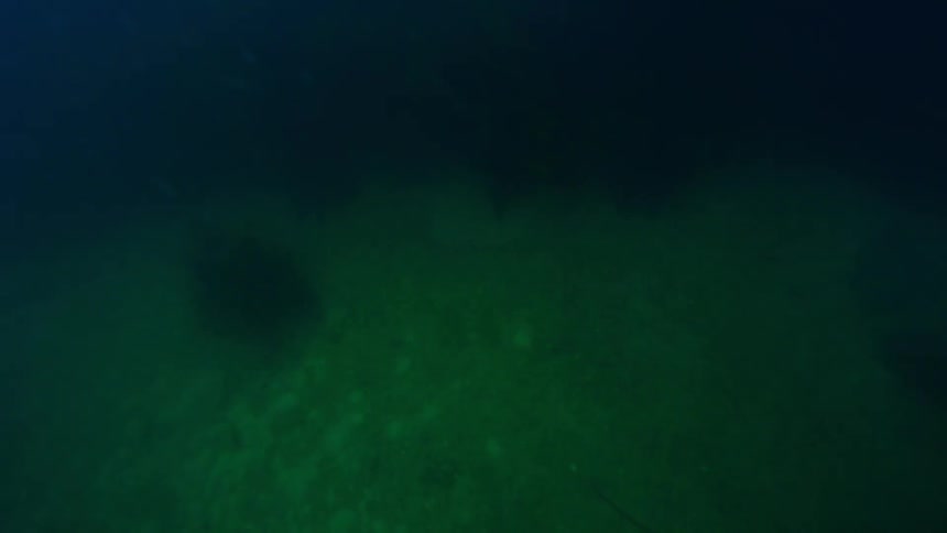 Whales swim in murky water