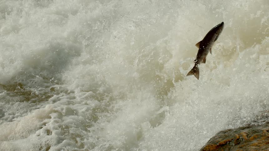 A fish jumps out of the rushing water