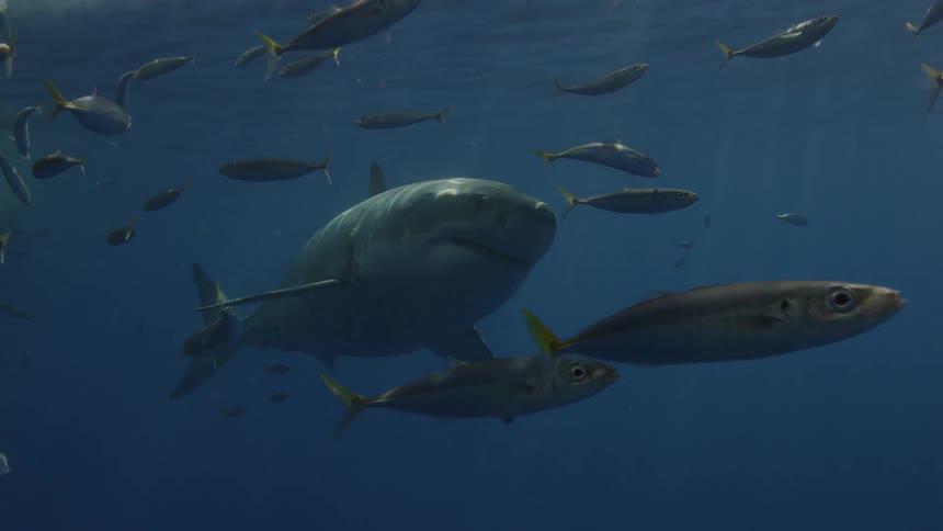 A large shark swimming through fish