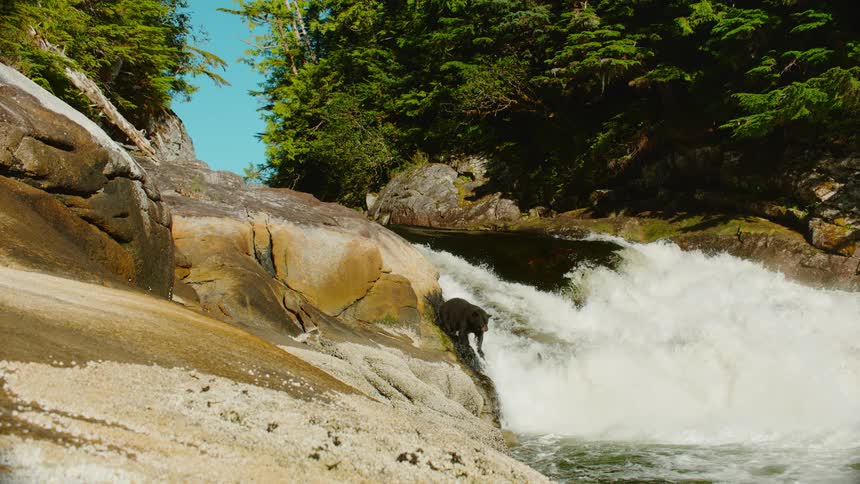 Bear catches a fish diving upstream in a river