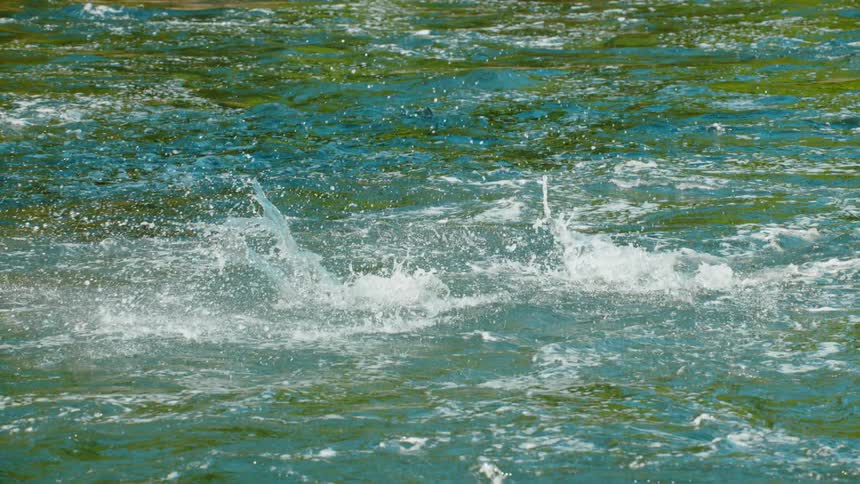 A fish jumps and splashes in a river