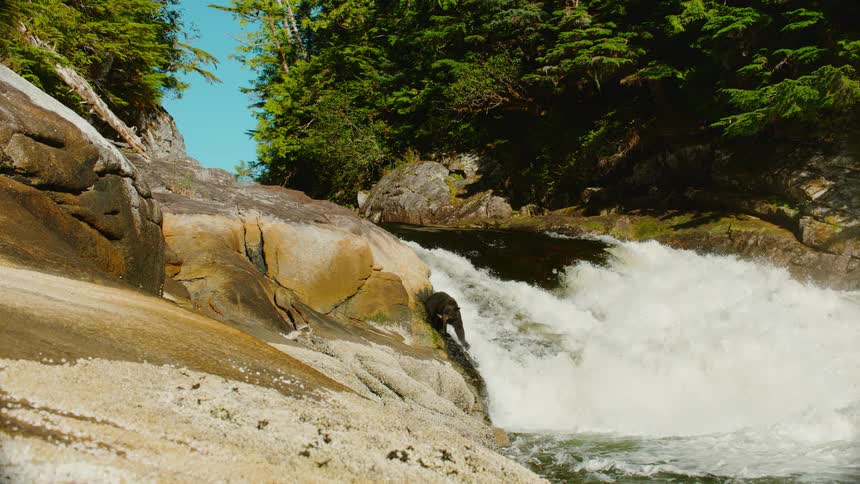 A bear catches a fish jumping upstream