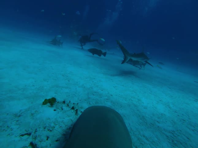 A diver swims with sharks near the ocean floor