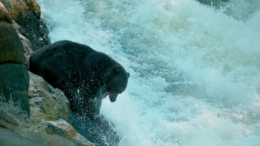 Bear sits at the edge of a river looking down