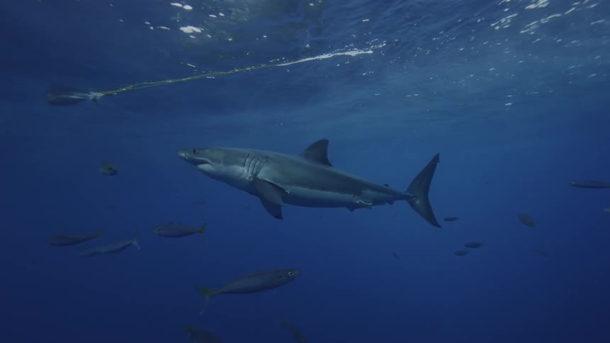 A shark and fish swim in the ocean under a boat