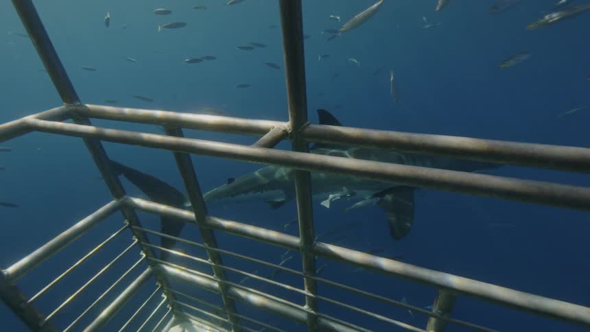 Person in a cage in the ocean taking pictures of sharks and fish