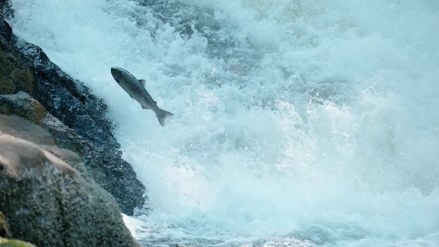 A fish jumps up a waterfall