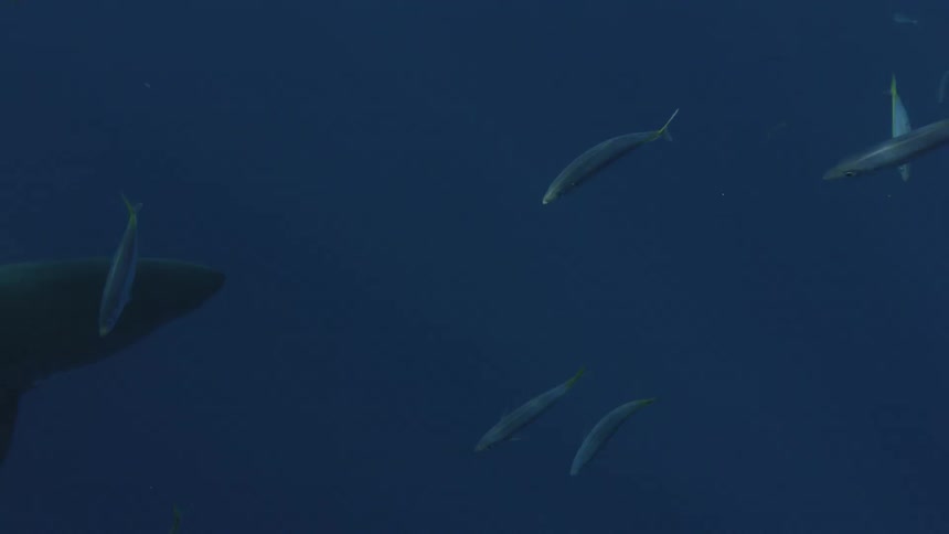 A shark and fish swim in the ocean