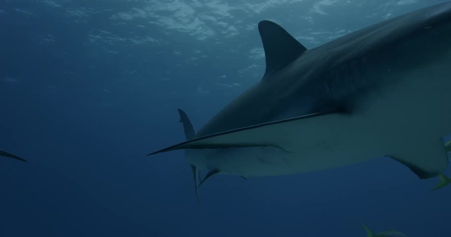 Sharks and fish are swimming in the ocean during the day