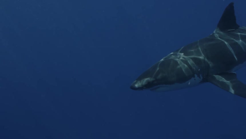 Sunlight from the surface shines on a shark
