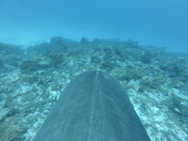 A shark swims near the ocean floor