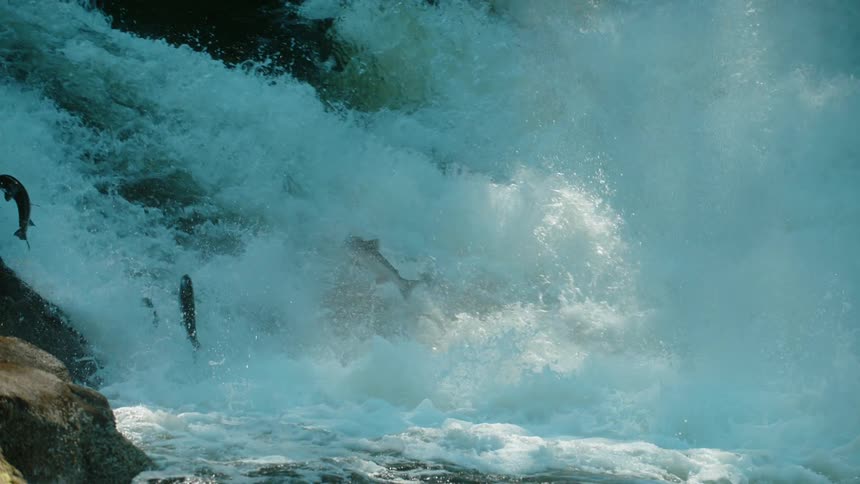 Fish jump in a flowing river