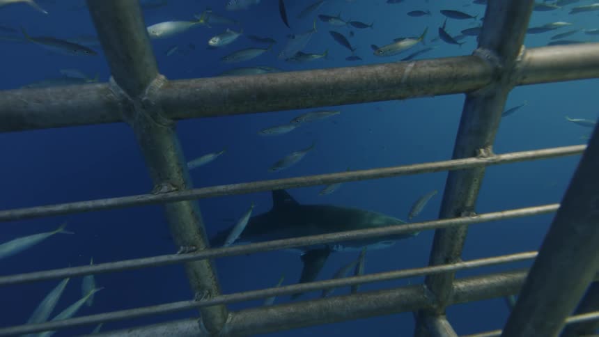 Sharks and fish are seen from a diving cage