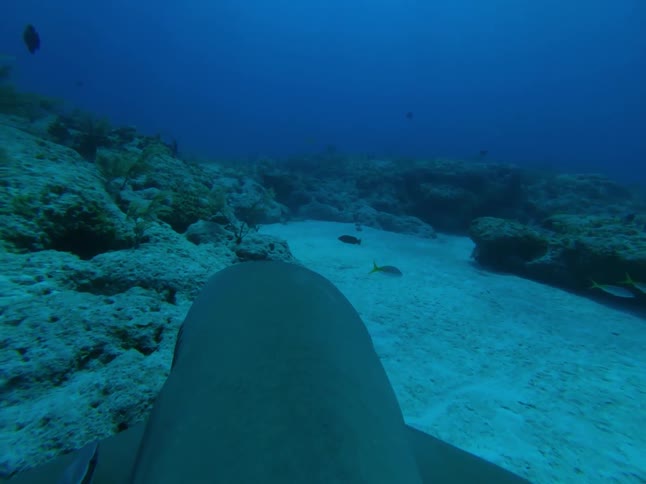The head of a shark as it swims along the ocean floor