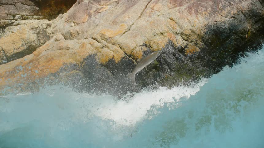 A fish jumps up a waterfall