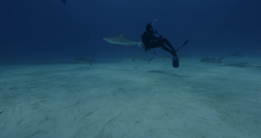 Diver swims near the ocean floor surrounded by sharks