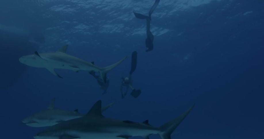 Divers swim with sharks in the ocean