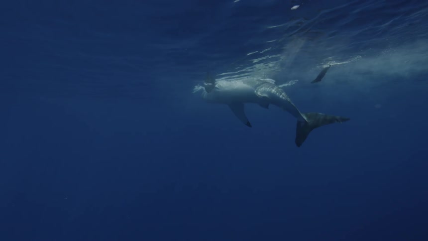 Shark swims up to the surface