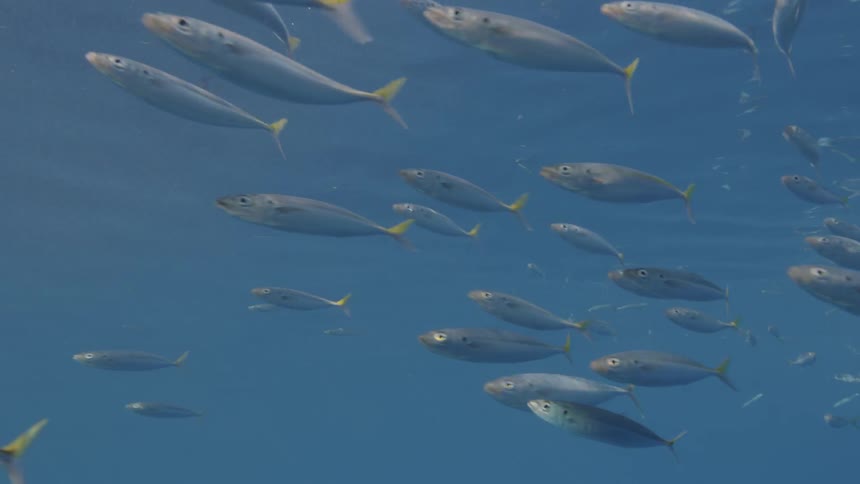A school of fish swims in the ocean