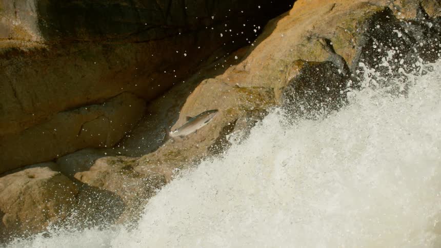 A salmon leaps as it tries to migrate up falls in a river