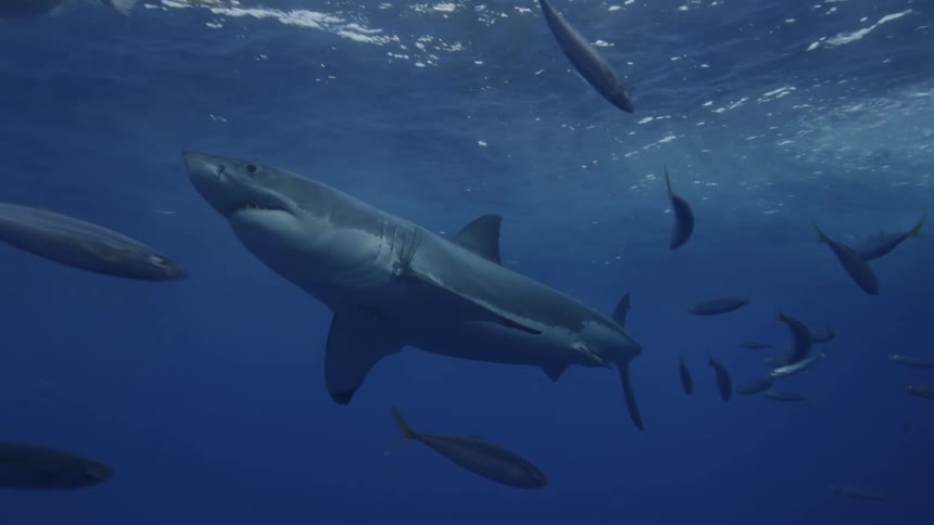 Shark swims near the surface by several fish