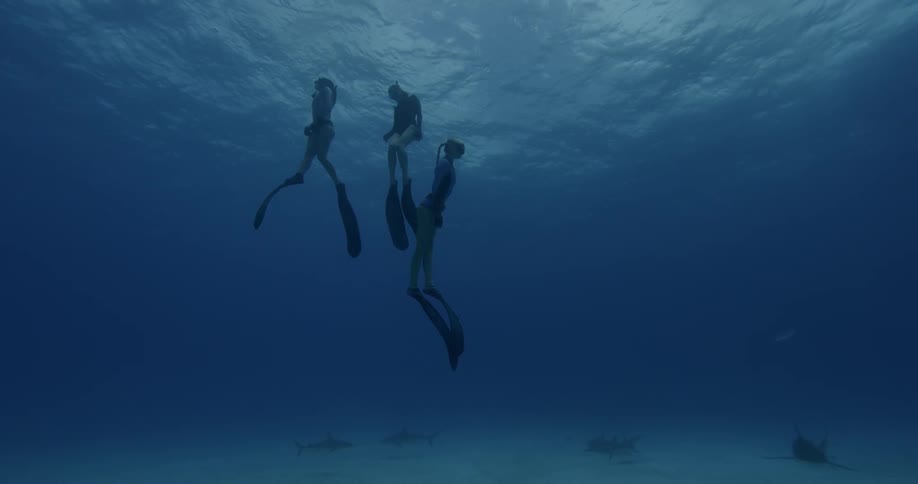 Female divers swim with sharks in the ocean
