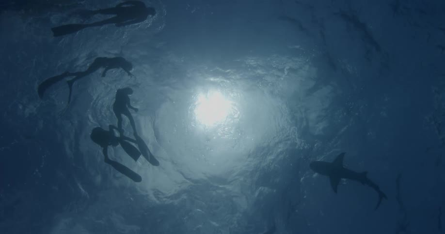 Divers near a shark during the day