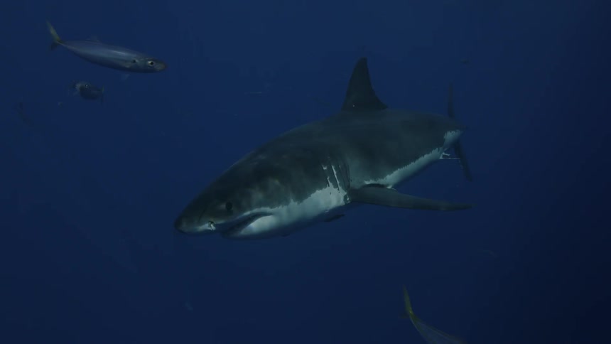 Shark swims in the dark ocean depths
