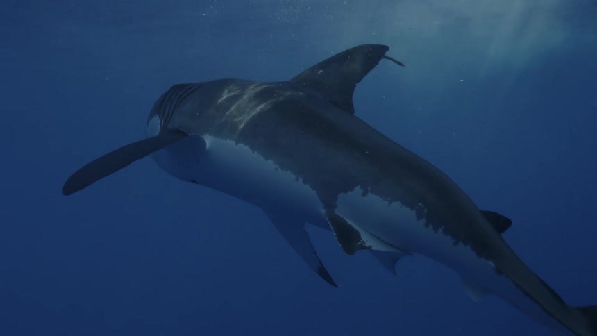 A shark swims in the ocean