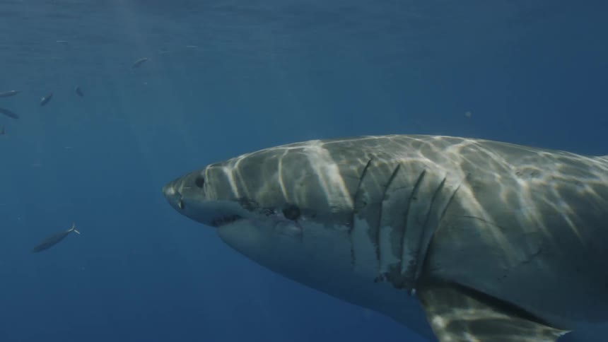 Shark swims in water on a sunny day near small fish