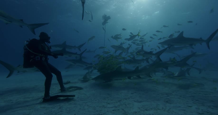Sharks swim around a scuba diver on the ocean floor