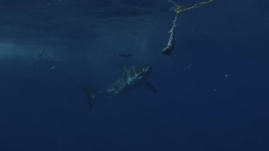 Shark diving down into the water surrounded by fish