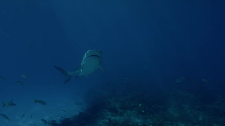 A shark and fish swim in the ocean
