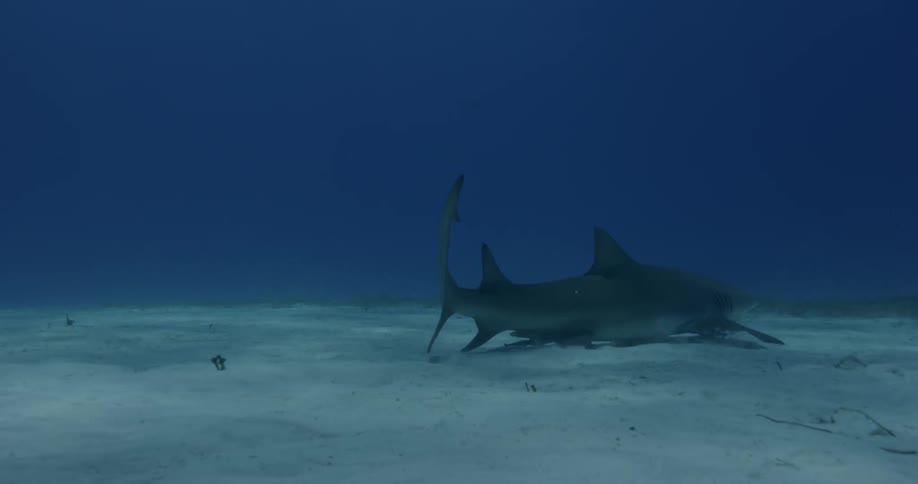 Shark floating at the bottom of the ocean floor