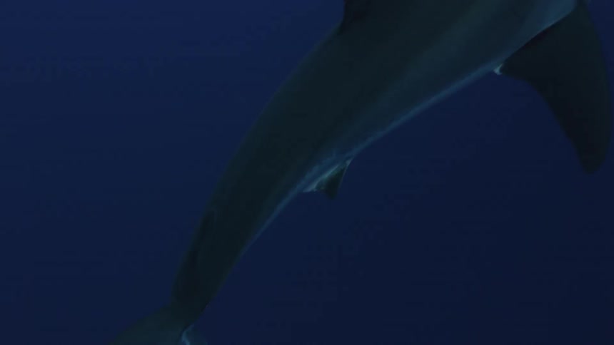 A fish swims in the ocean