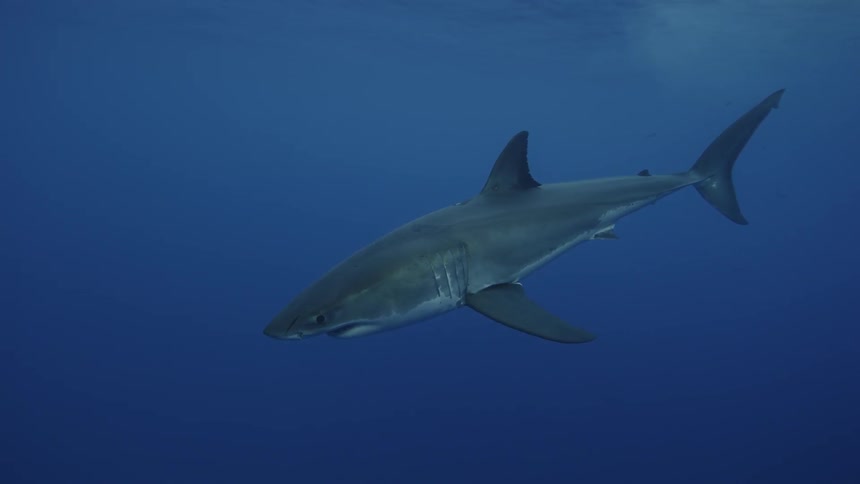 A shark swims past fishes as it descends into the ocean