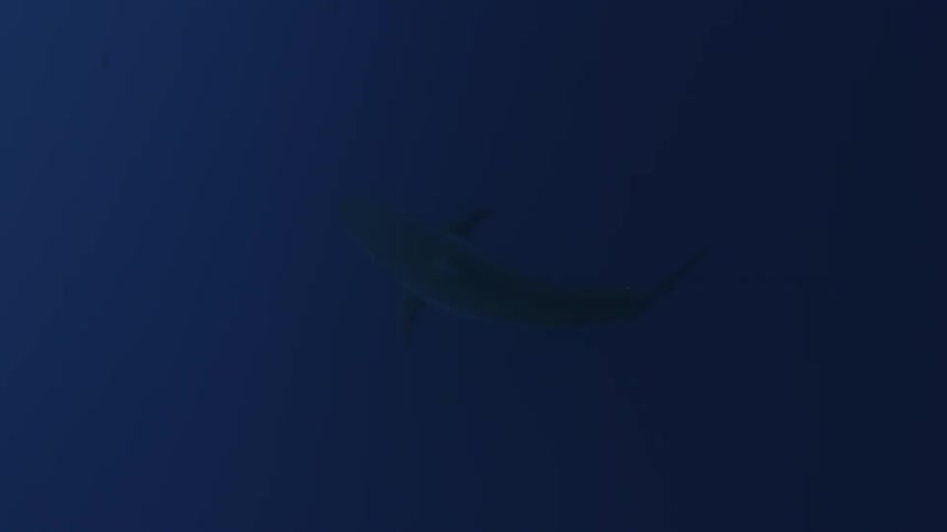 Shark swims in dark water