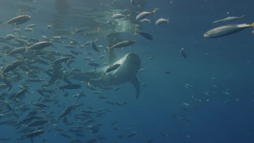 A shark swims through a school of fish in the ocean