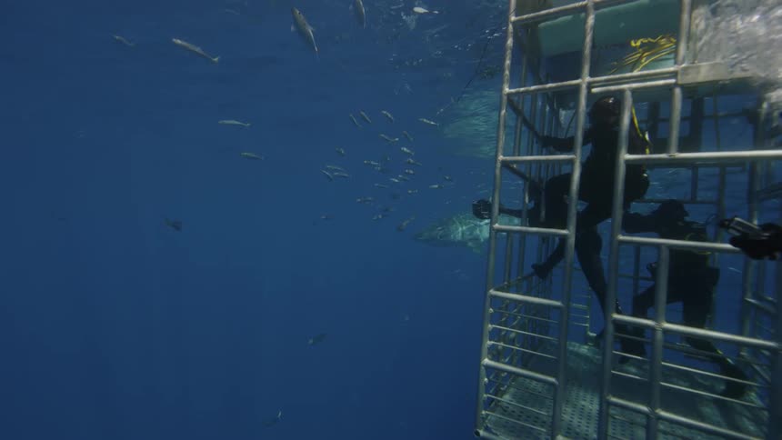 Divers in a cage photograph underwater life